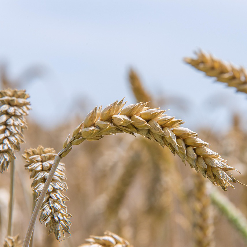 Grading & Color Sorting